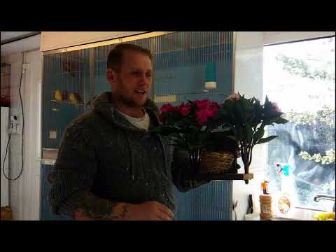 Breeding Redpolls & Siskins episode 6