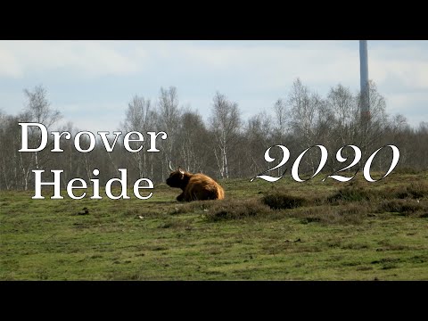 Drover Heide März 2020 | Wandern in der Eifel | Nationalpark | Rureifel | 4K