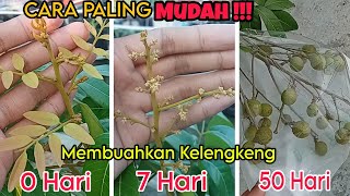 Download lagu PASTI BISA !! CARA PALING GAMPANG MEMBUAHKAN POHON KELENGKENG mp3 Download lagu PASTI BISA !! CARA PALING GAMPANG MEMBUAHKAN POHON KELENGKENG mp3