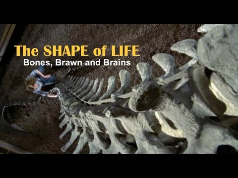 The Shape of Life - 8 of 8: Bones, Brawn and Brains (Chordates)