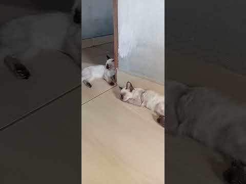 Adoção responsável Povoado alto da madeira, jacaré dos homens Alagoas.