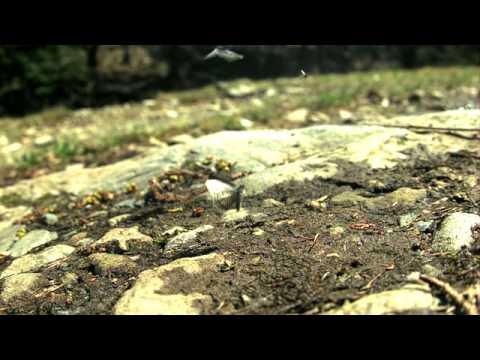 スギタニルリシジミの飛翔　高速度