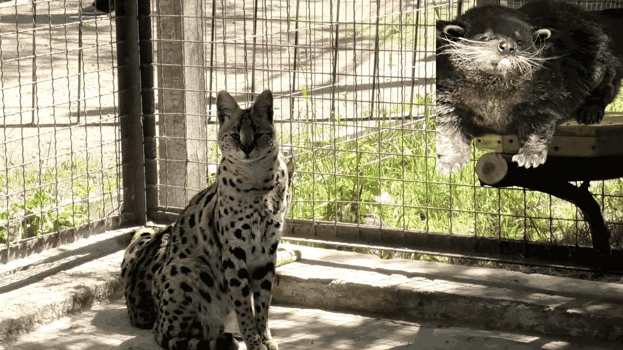У Бинтуронгов и Сервалов новые лежанки! The Binturongs and Servals have new beds!