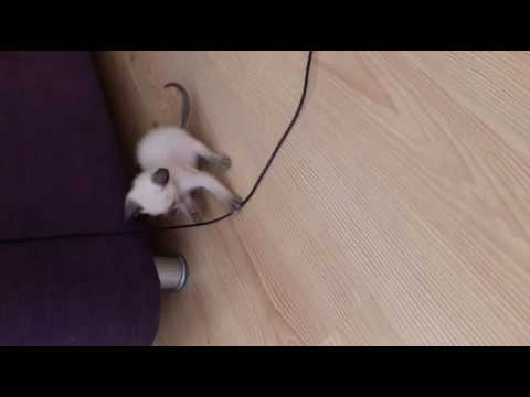 Evimizin minik neşesi PAŞA