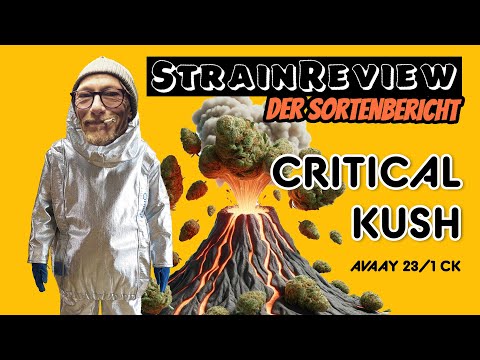 Der medizinische Sortenbericht - Critical Kush - avaay 23/1 CK