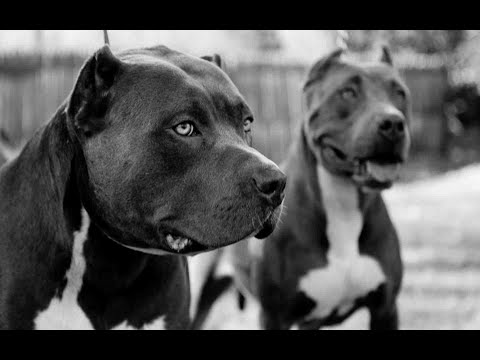 [FREE] *NEW AGGRESSIVE PIANO CHOIR TRAP BEAT* | 808 Bass Instrumental | prod. by IGOR 777 BEATS |