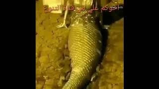 funny arab mermaid #fish #allah