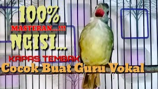 Download lagu KAPAS TEMBAK MASTERAN PALING AMPUH GACOR Dor 24 JAM | Masteran Kapas Tembak Burung Asli dijamin 100% mp3