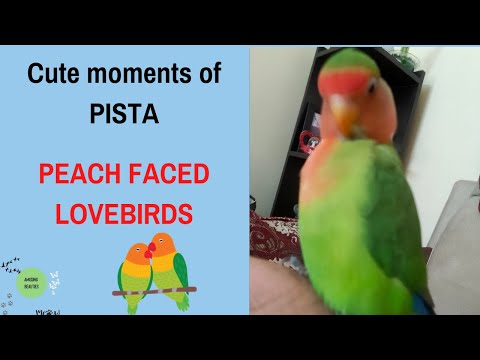 Peach faced lovebird funny activities | Cute moments of Pista video 22 |  #shorts #amusingbeauties