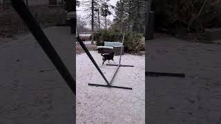 Video preview image #1 Australian Shepherd-Unknown Mix Puppy For Sale in Belleuve, NE, USA