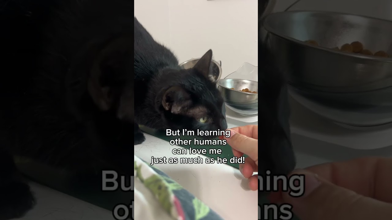 Enlarge Pantera, a Adoptable mixed breed in New Orleans, LA video 6/6