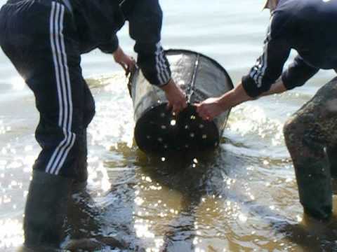 populare lac fegernic 22.03.2012 part 3