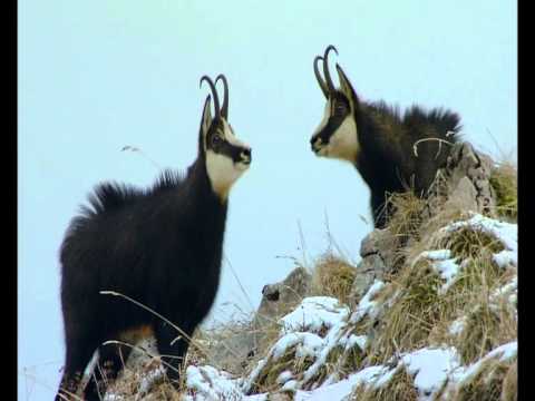 Gämse - Im Bann dieser Berge