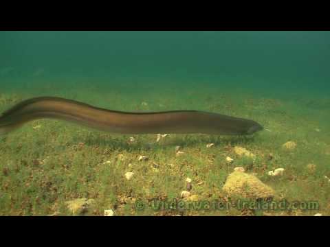 Undervandsoptagelse af en stor ål som fodres