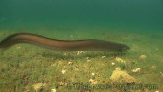How to feed &amp; film freshwater eel underwater in wild. Fish camera. Угорь под водой.