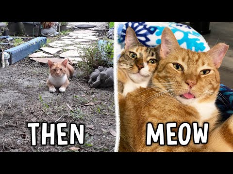 How a Ginger Cat Found a New Home! "Feral to Family" 🧡