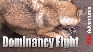 Being in the cage with fighting wolves - Wild Adventures