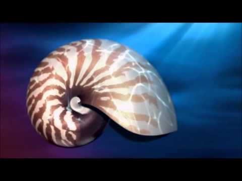 ExodoAmbiguo -  Espiral De Fibonacci