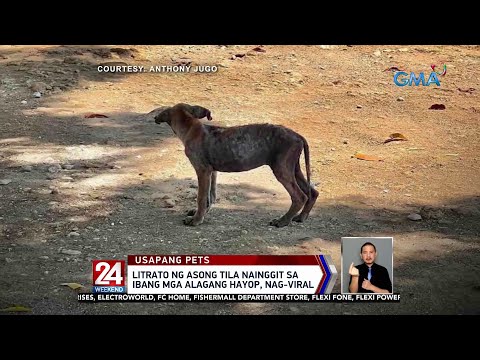 , title : 'Litrato ng asong tila nainggit sa ibang mga alagang hayop, nag-viral | 24 Oras Weekend