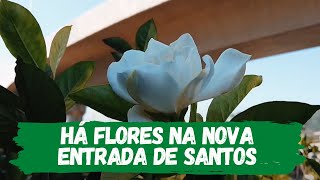Há flores na Nova Entrada de Santos