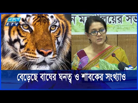 সুন্দরবনে ৭ বছরে বাঘ বেড়েছে ১১টি