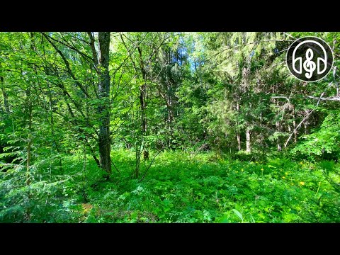 Morning singing of forest birds. 12 hours of nature sound for sleep and relaxation.