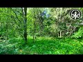 Morning Singing Of Forest Birds 12 Hours Of Nature Sound For Sleep And Relaxation
