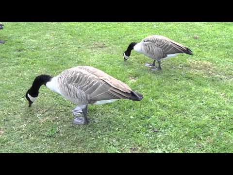 , title : '草をはむガチョウ? at キューガーデン London UK , Royal Botanic Gardens, Kew'