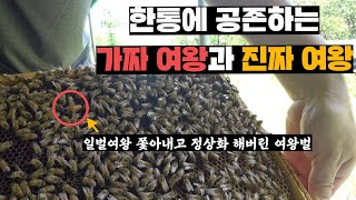 여왕벌 없애고 일벌이 여왕벌 행세하던 벌통에 새로운 여왕벌이 나타나서 벌통 정상화해버림 (feat.말고도 뭐 많은 영상)