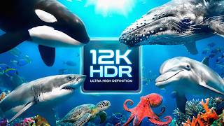 12K HDR 60FPS: The Ultimate 2-Hour Underwater Journey - Fish Aquarium (Dolby Vision OLED Test)