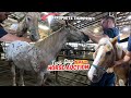 TWO DAY HORSE AUCTION! - Part 1 - Beautiful Appaloosa With Rare Prophets Thumbprint!