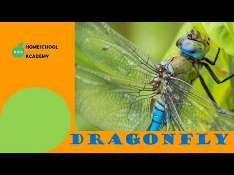 Dragonfly Life Cycle | All about Dragonflies