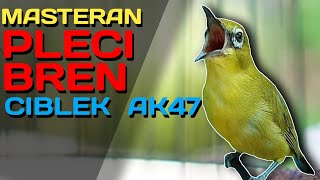 Download lagu MASTERAN PLECI NEMBAK BREN CIBLEK AK47 // #masteranpleci mp3