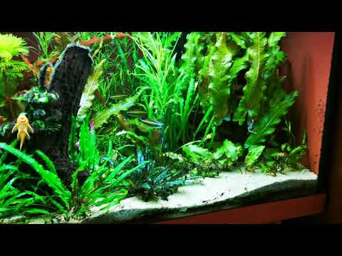 Phenacogrammus aurantiacus in Action