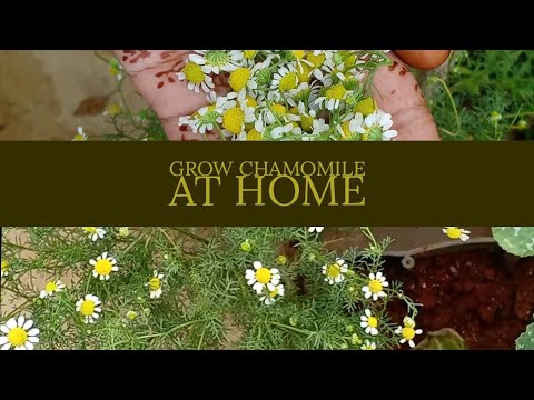 how to grow Chamomile plant in pot at home