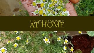 how to grow Chamomile plant in pot at home