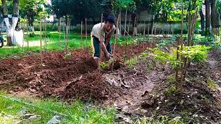 preview picture of video 'Bapak Marsa'i Bercocok tanam Cabe terong dan Buah naga '