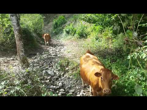 Mucca al pascolo nel bosco nel Mugello