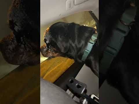 Mon rottweiler adore la neige !