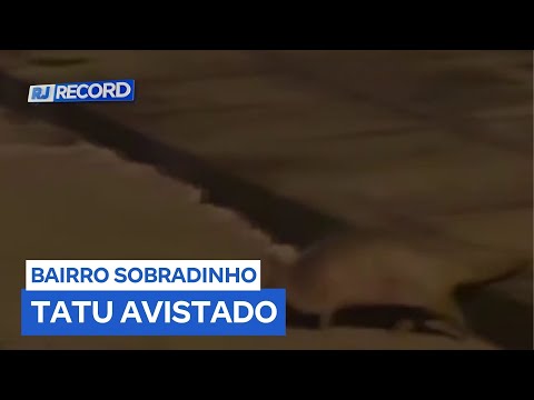 Moradores de Itaocara (RJ) registram tatu explorando ruas de bairro