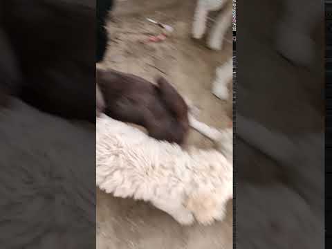 Rosie playing outside