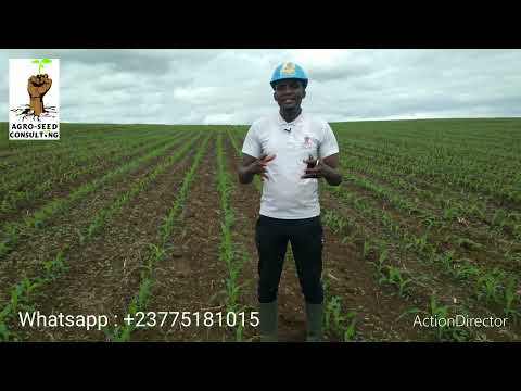 , title : 'projet maïs 🌽 sur 400 ha au Congo : Voici l'évolution quelques jours après les semis !'