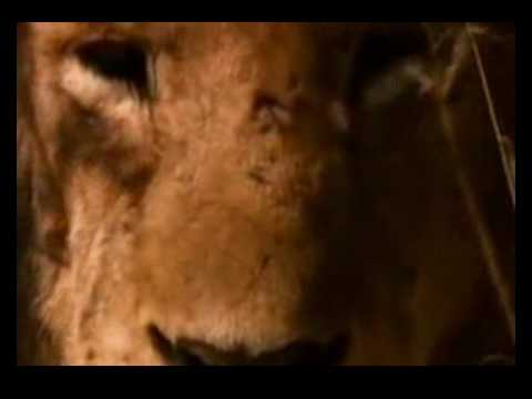 Il leone e la gazzella (parodia)