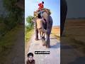 Short Video Hathi