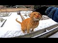 Poor Orange Tabby Cat Is Very Hungry Snowy Day