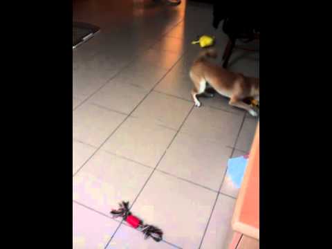 其實牠是皮卡丘吧!(原發表者:DuckSu)(影片)