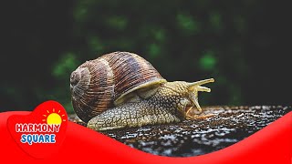 What is a Hermaphrodite - More Grades 9-12 Science on Harmony Square