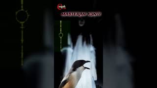 Download lagu masteran kunti untuk cendet #cendet #masterankunti #shorts mp3 Download lagu masteran kunti untuk cendet #cendet #masterankunti #shorts mp3