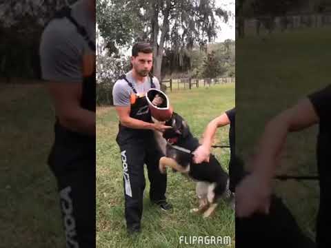 Jabina with Jeager - video 2