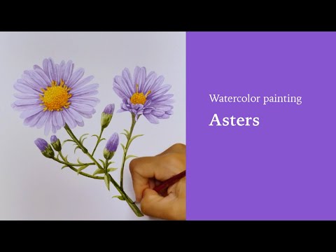 Watercolor painting: Asters